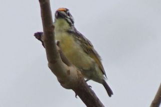 Pogoniulus chrysoconus - Gelbstirn-Bartvogel